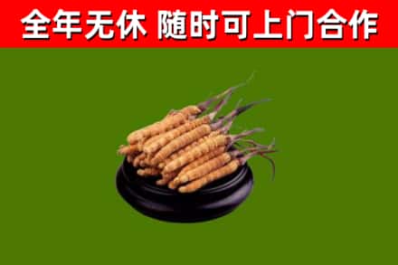 阳江烟酒回收冬虫夏草.jpg