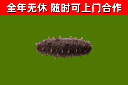 阳江烟酒回收干海参.jpg